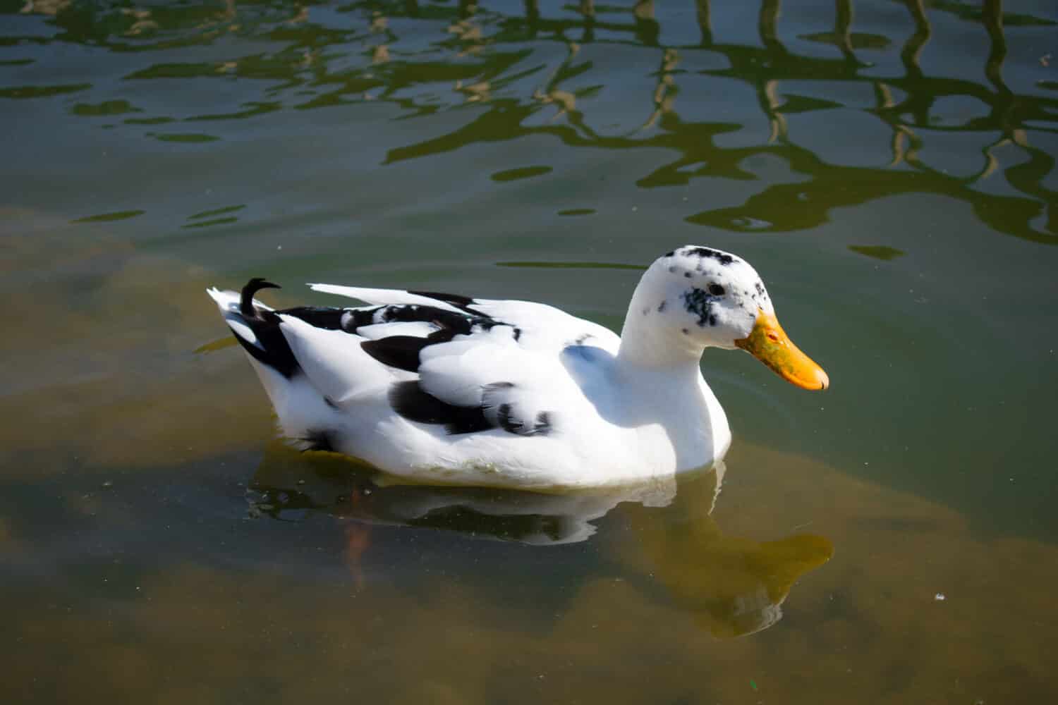 18 duck breeds that make surprisingly great pets