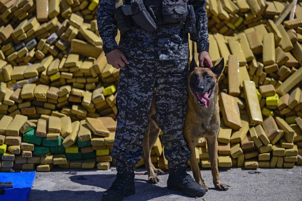 Brazilian police dog sniffs out 48 tons of marijuana in record bust