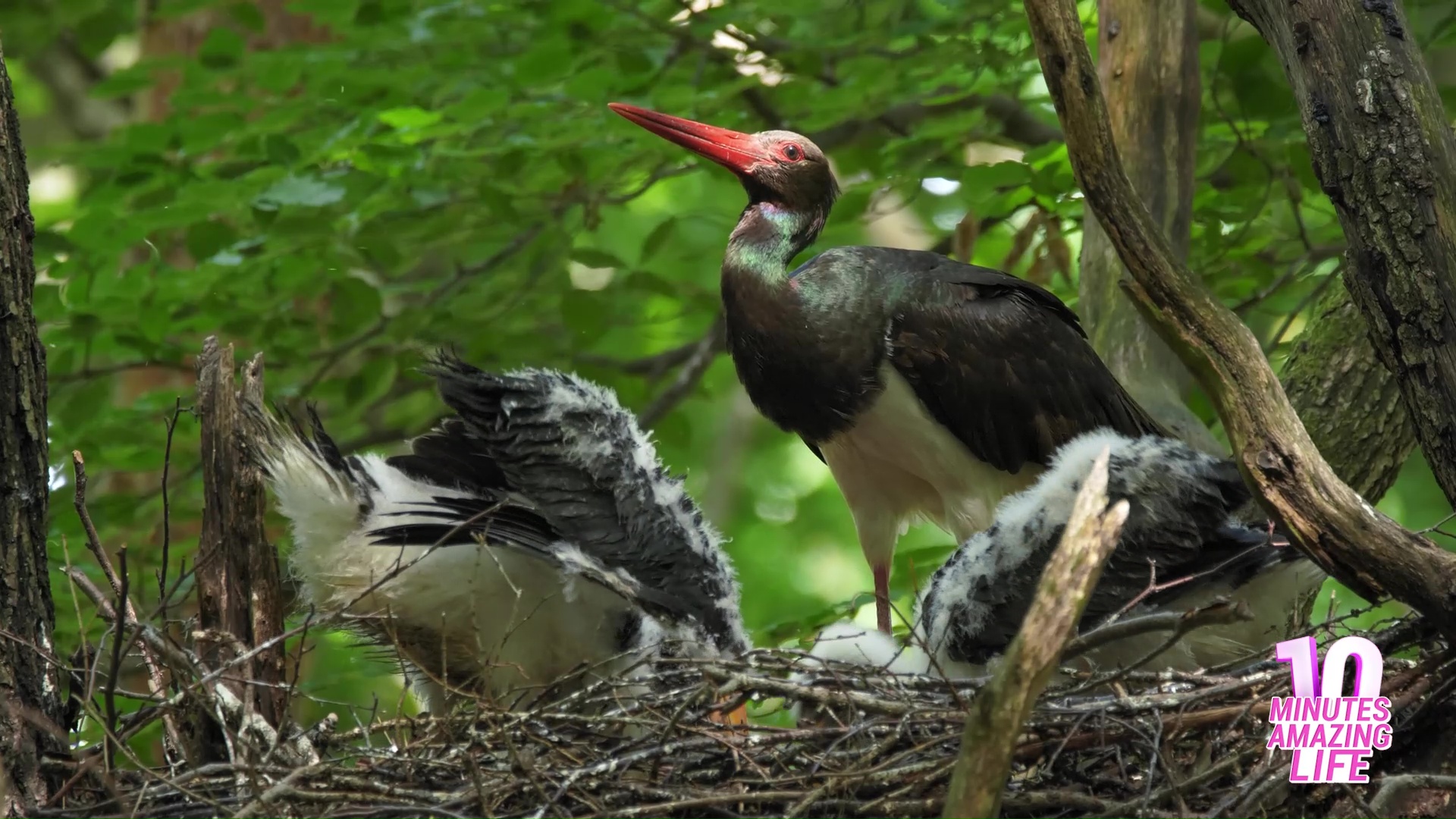 This stork feeds its chicks while staying alert