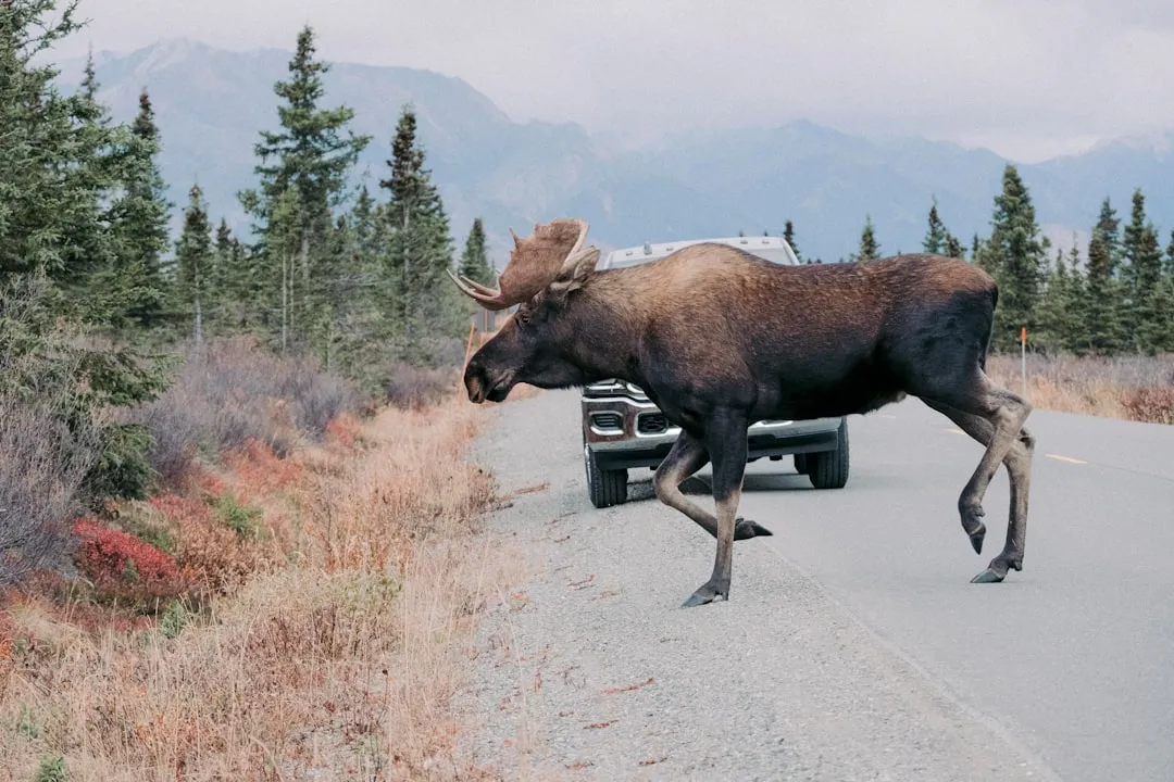 7 wildlife encounters that can escalate without warning