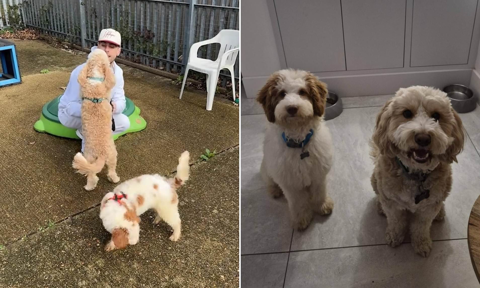 Heartwarming moment Love Island star and his pet cockapoo rescue poodle ...