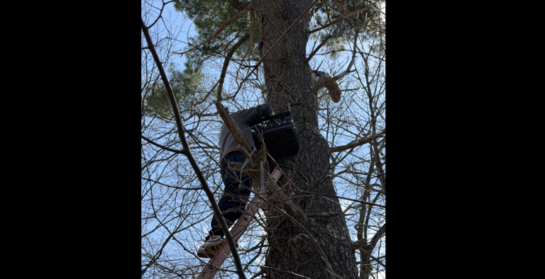 Local wildlife center builds new nest for baby great horned owl that ...