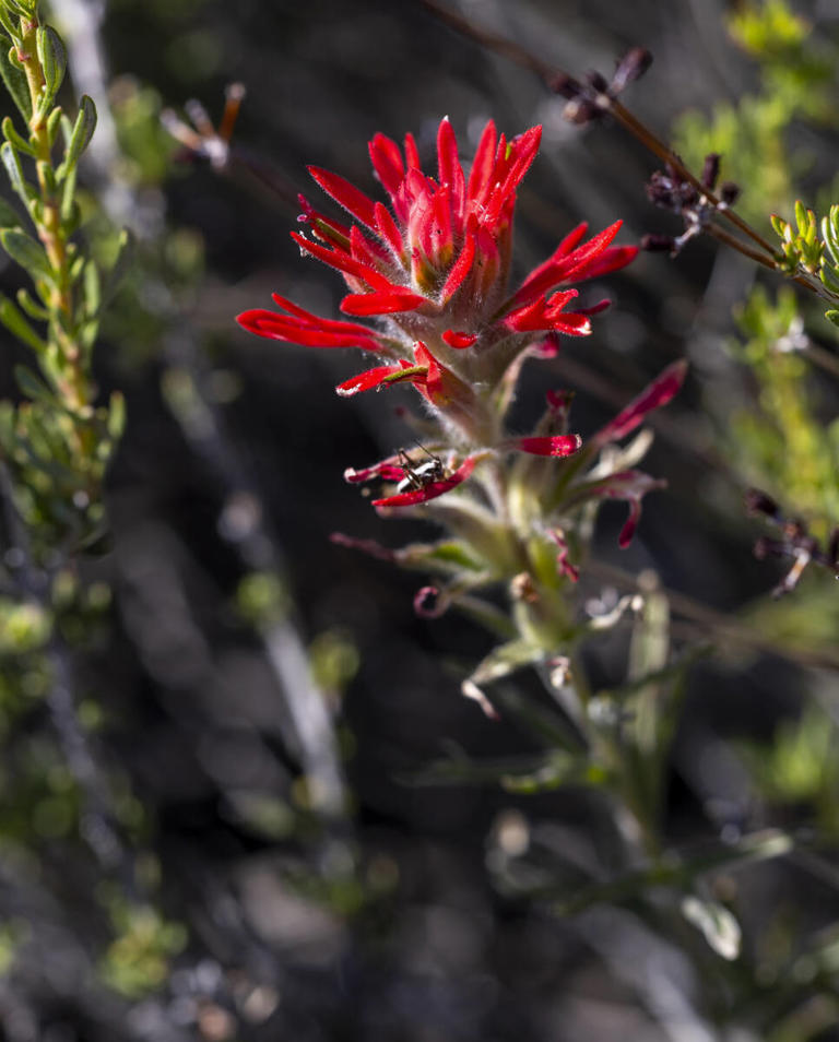 'Just look down': Wildflowers abound on Red Rock Canyon trails