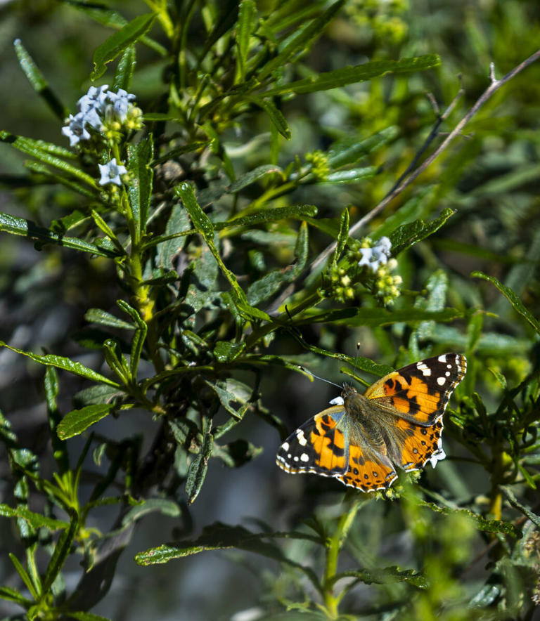 'Just look down': Wildflowers abound on Red Rock Canyon trails