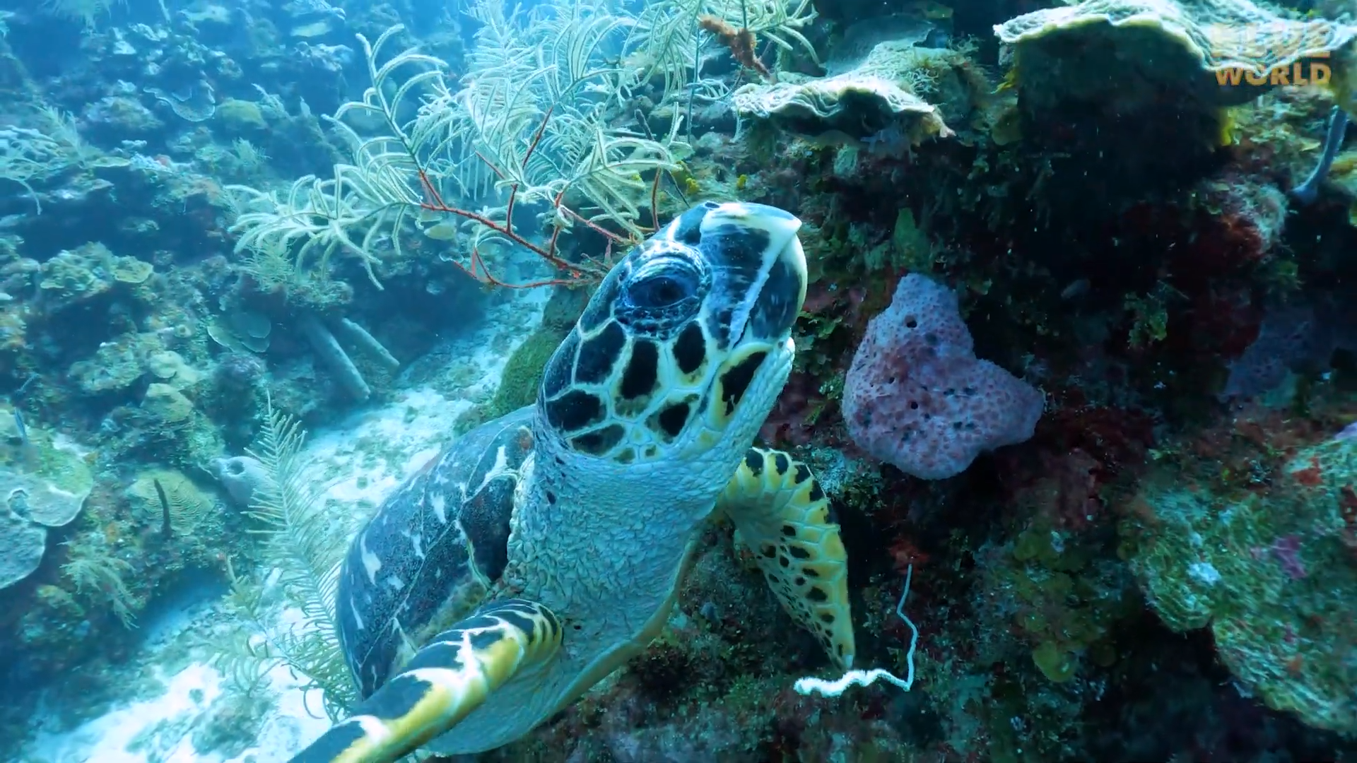 We found a calm reef then two turtles started fighting over something