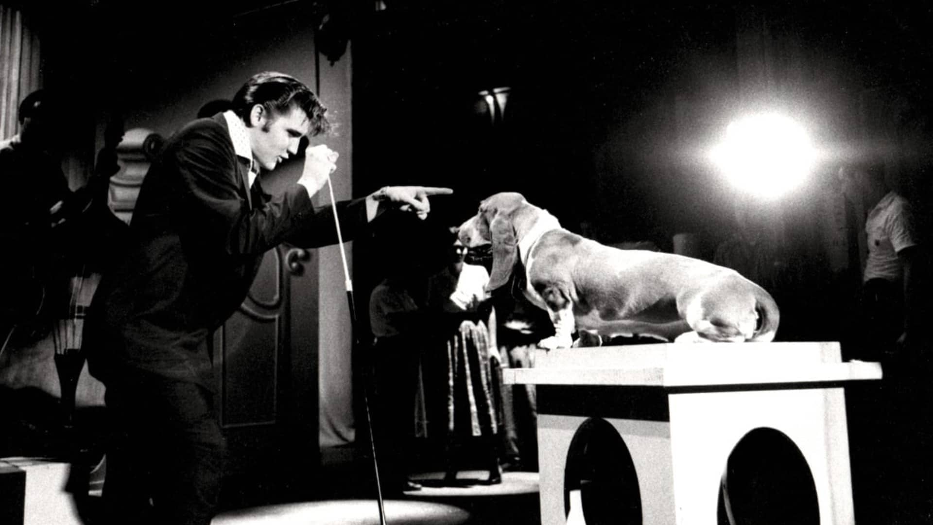 Famous pets that lived the celebrity life too