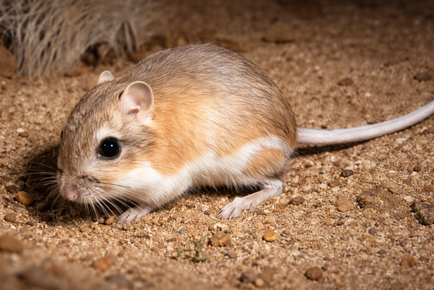 Think you hate rats? Watch this change your mind