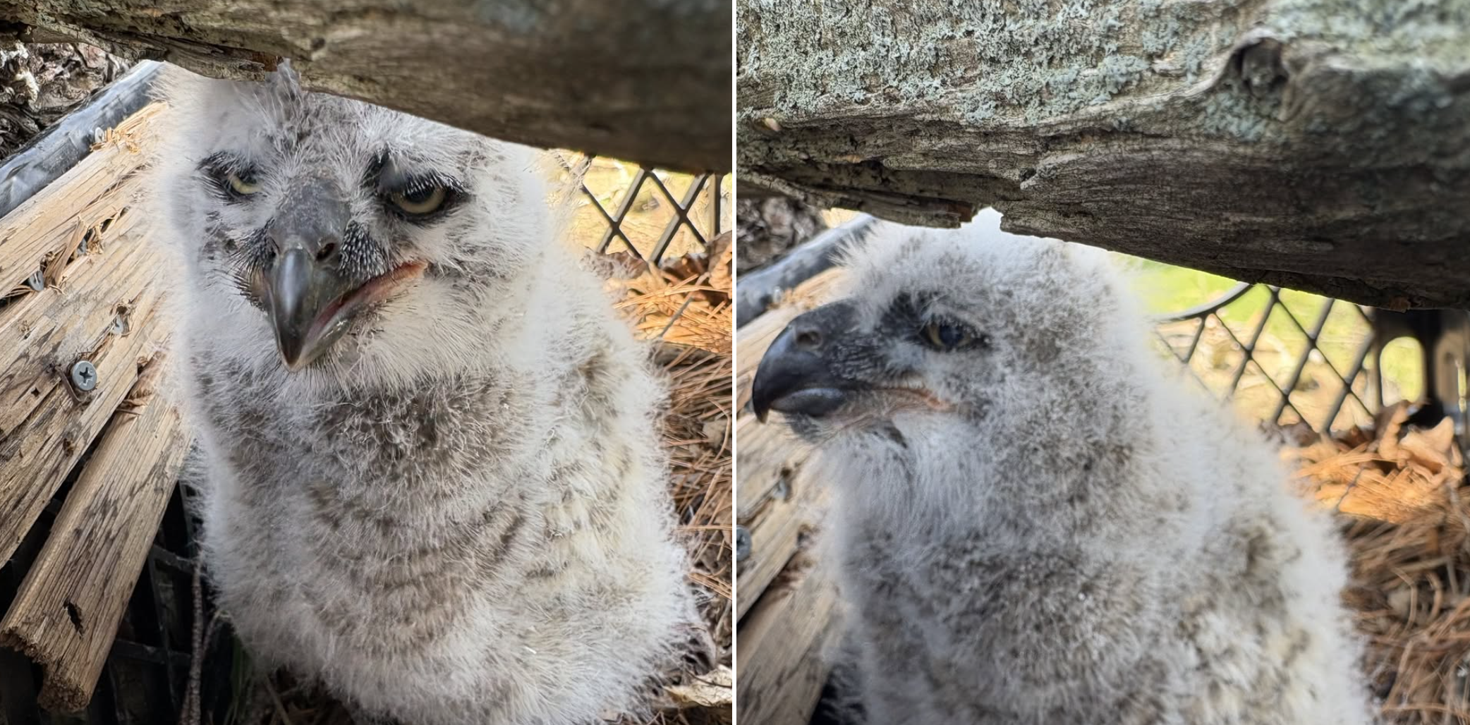 Local wildlife center builds new nest for baby great horned owl that ...