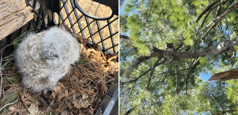 Local wildlife center builds new nest for baby great horned owl that ...