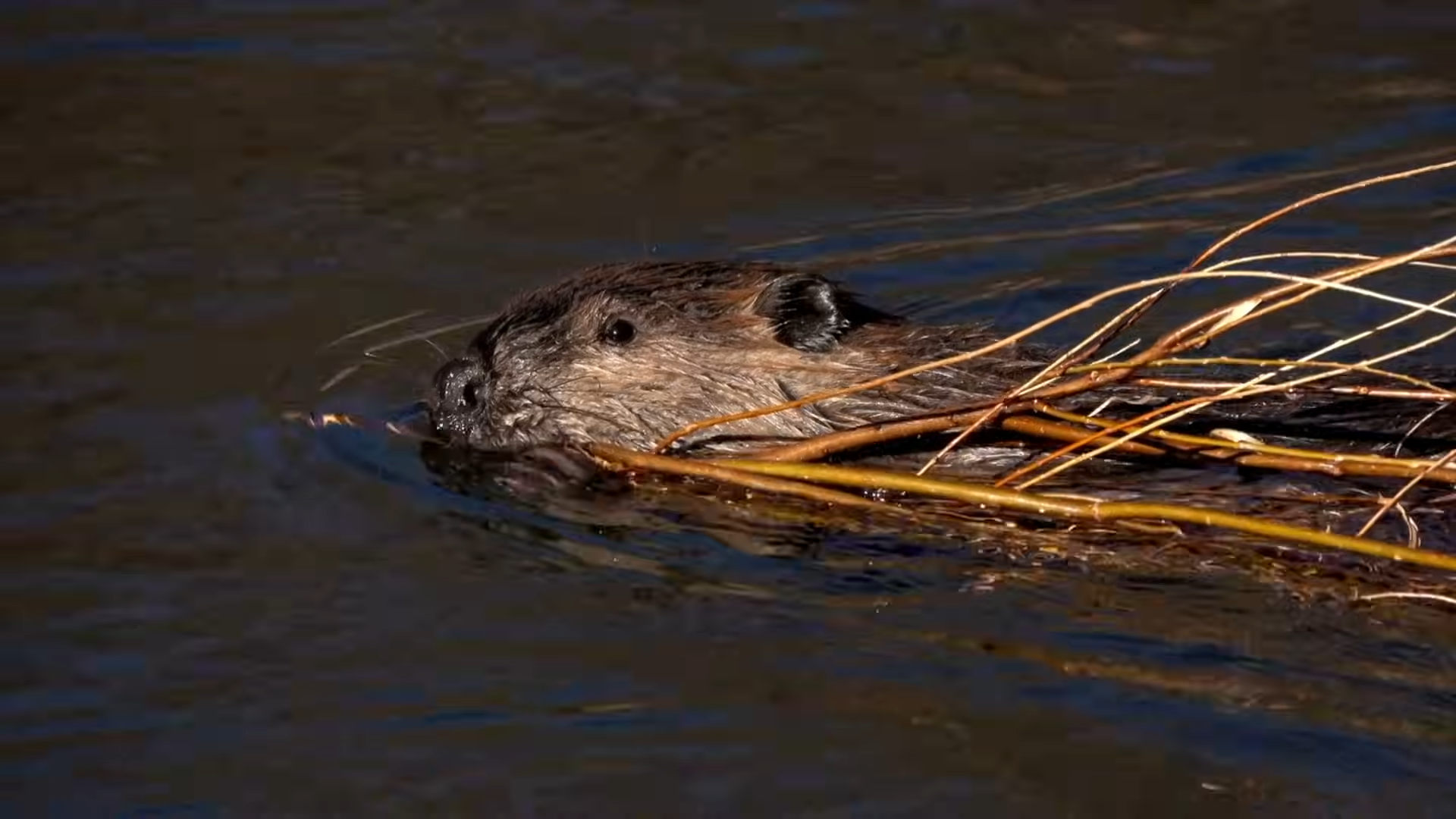 They smuggled beavers back into the wild - and triggered a rewilding fight