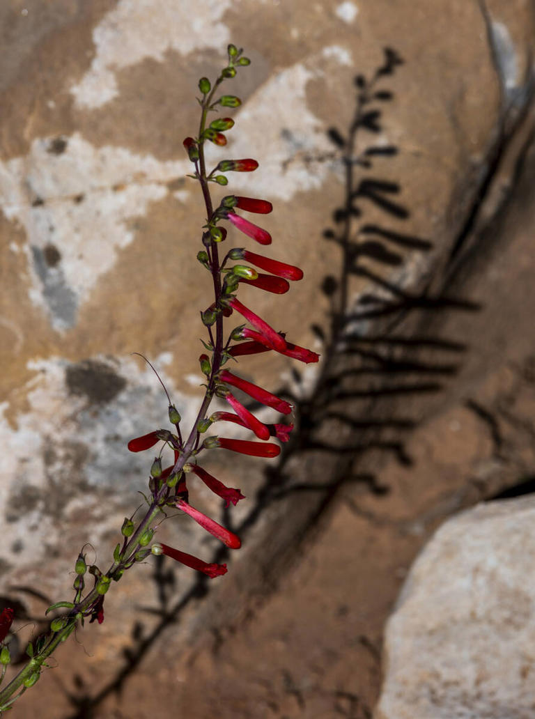 'Just look down': Wildflowers abound on Red Rock Canyon trails