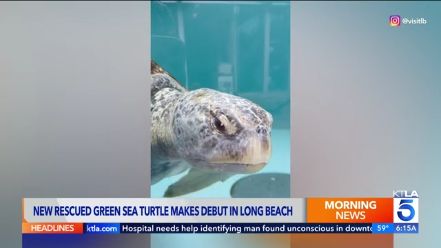 Rescued sea turtle 'Meatloaf' debuts in Long Beach