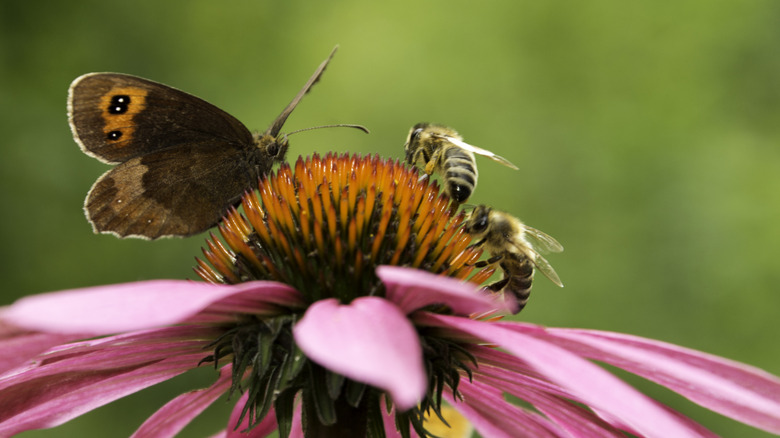 Plant this pretty annual for big, pretty flowers that pollinators can't ...