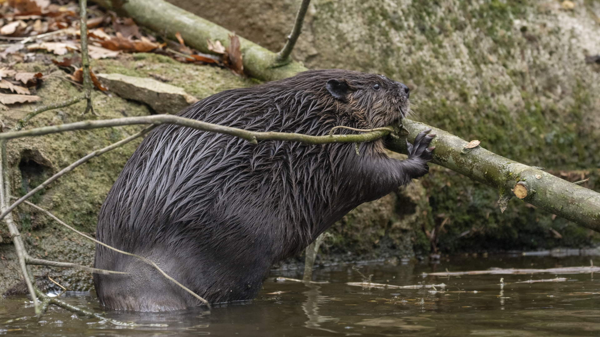 Hidden camera captures a beaver chewing on a branch