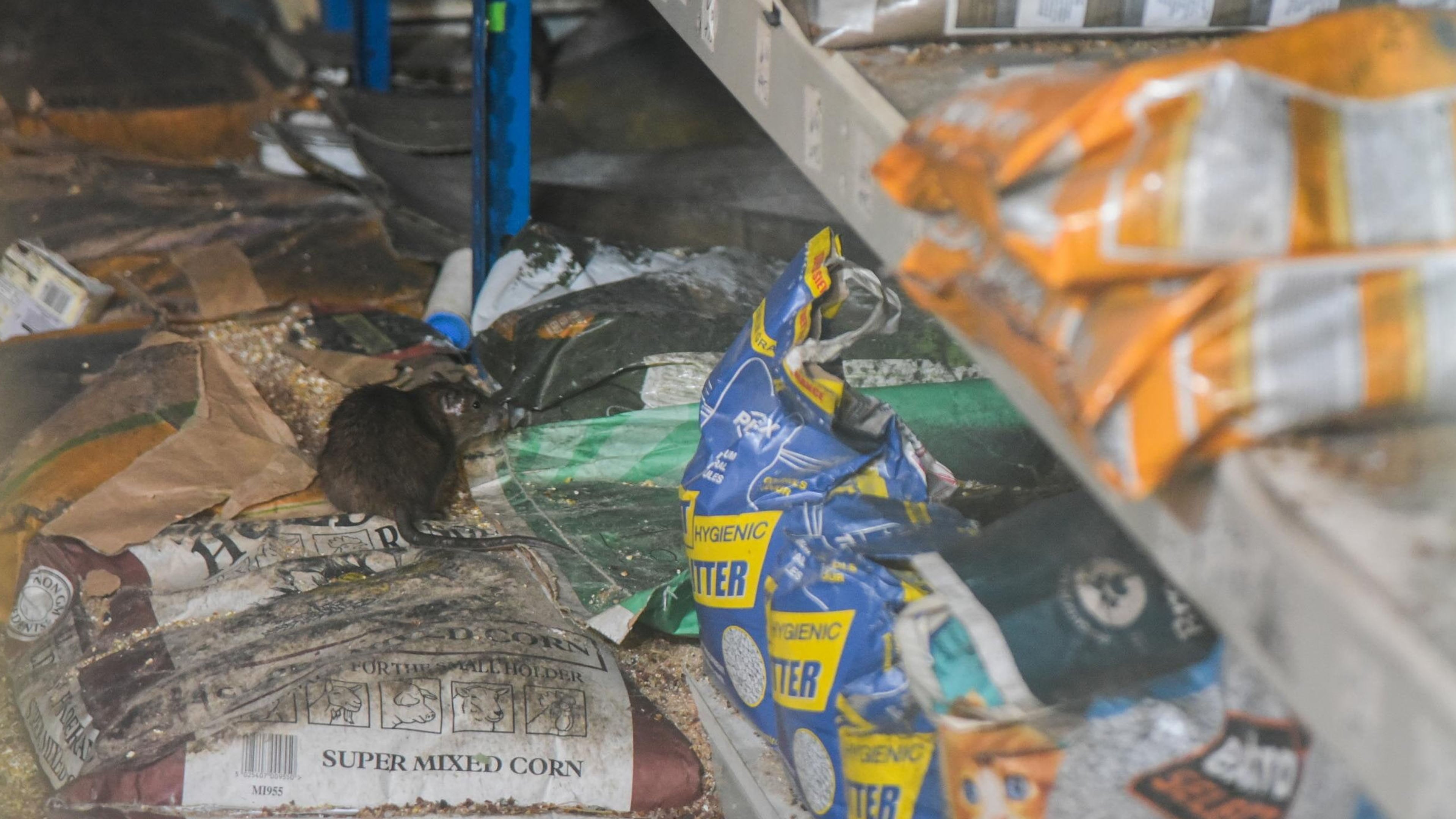Rats living in abandoned pet shop wreaking havoc in market town