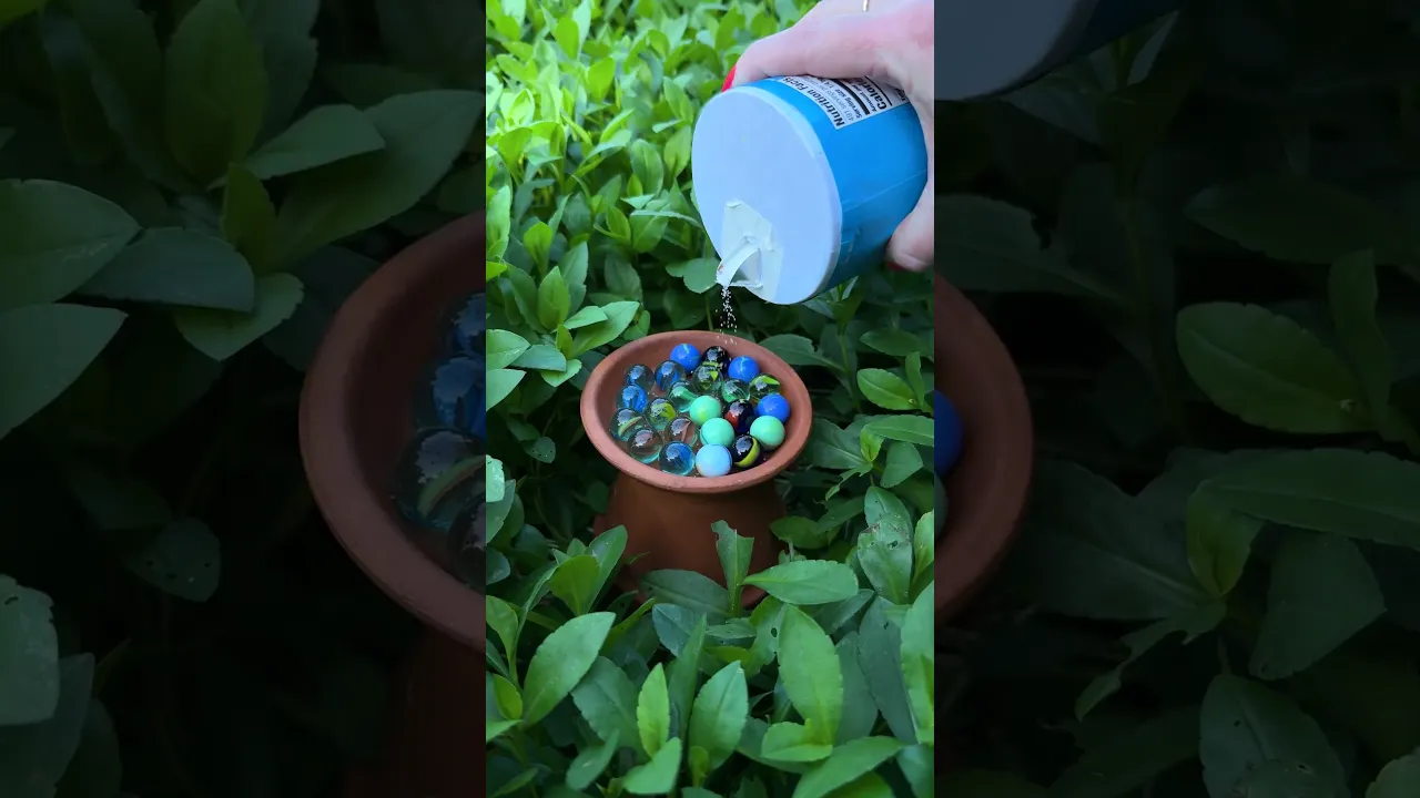 How to make a bee bath! 🐝