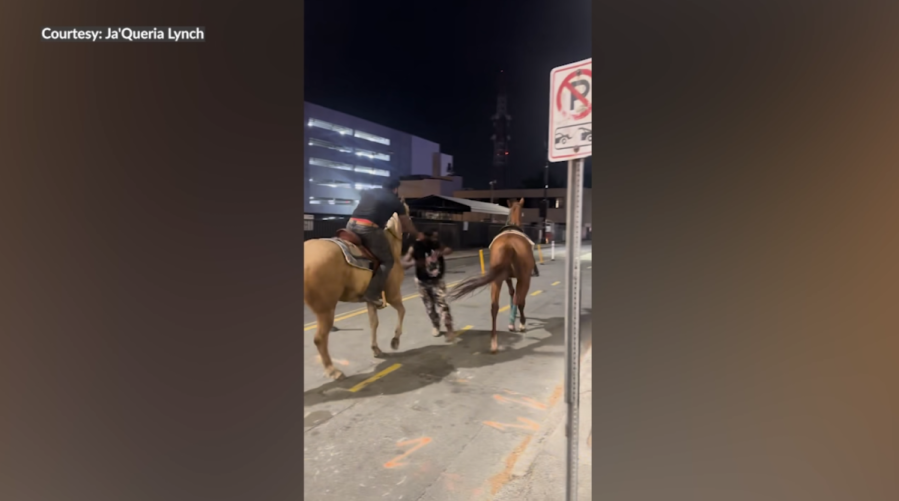 Loose horse in Charlotte gets hit by car after rider attempts trick ...