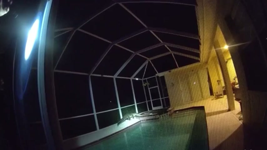 Giant alligator mistaken for burglar found swimming in Florida pool
