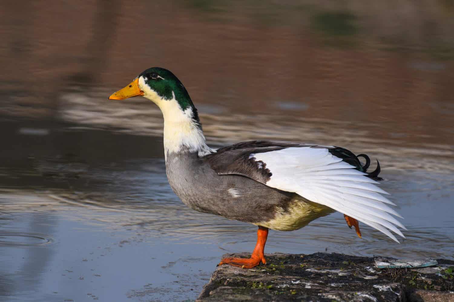 18 duck breeds that make surprisingly great pets
