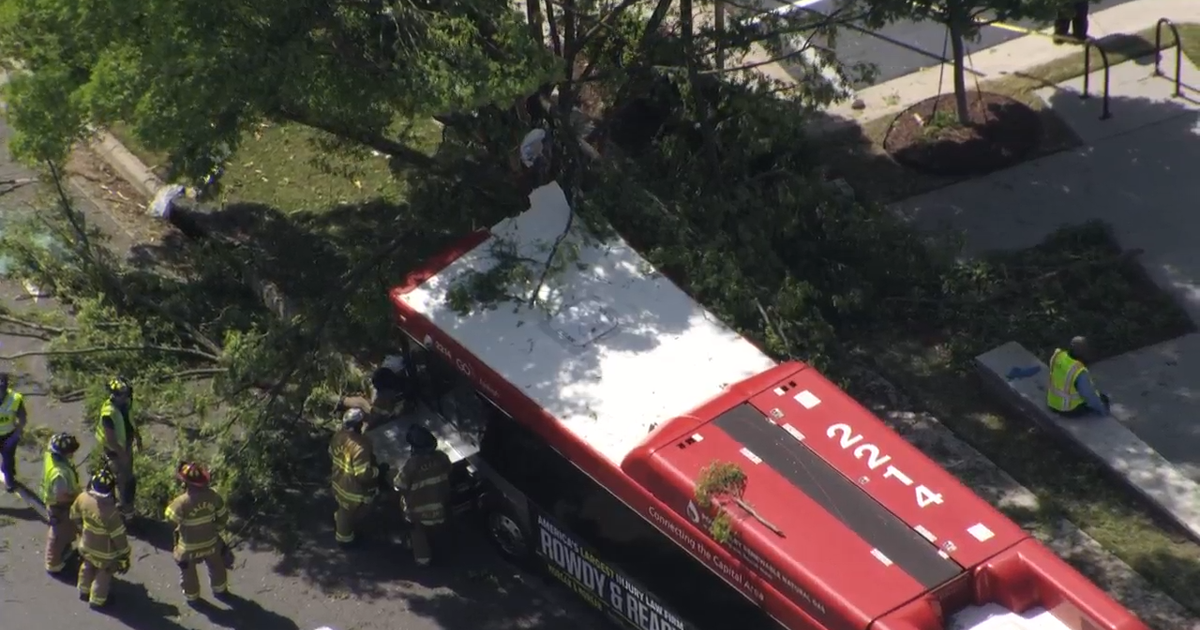 GoRaleigh bus crashed into tree in Raleigh