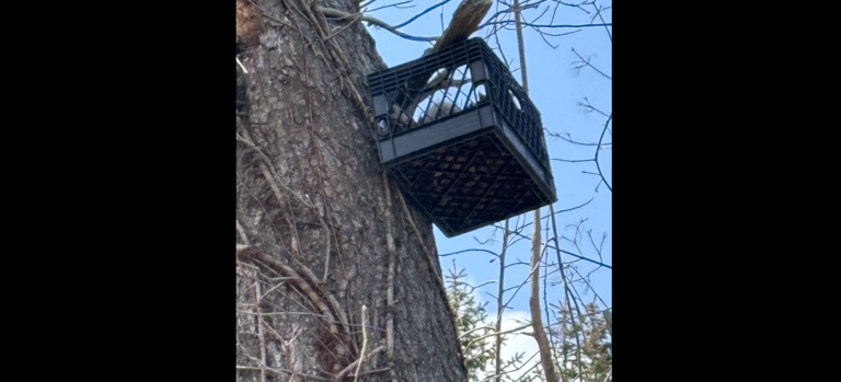Local wildlife center builds new nest for baby great horned owl that ...