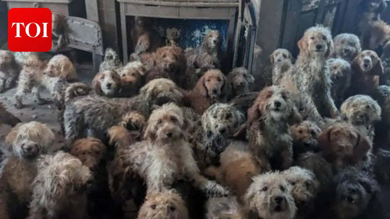 250 dogs rescued from single overcrowded home as breeding crisis ...