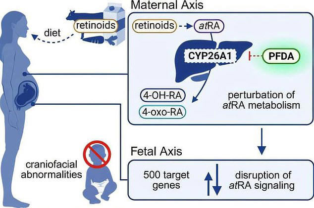 The above graphic shows how exposure to PFDA,  a common PFAS chemical, can lead to abnormalities in newborns by disrupting Vitamin A (retinoid) metabolism