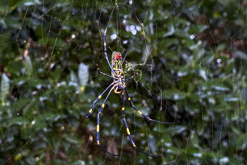 Large spiders the size of your palm are popping up across the US Here's ...