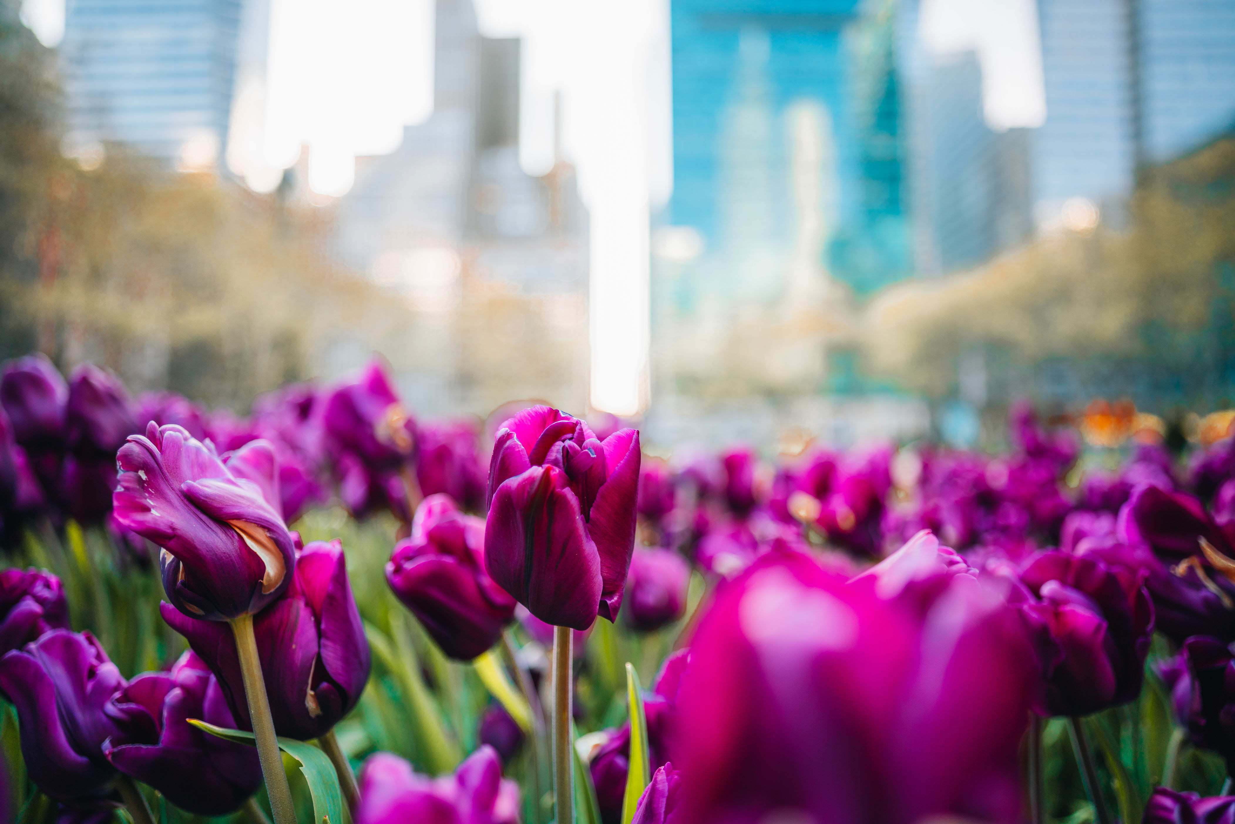 When is the best time to plant in the Chicago area this spring? A look ...