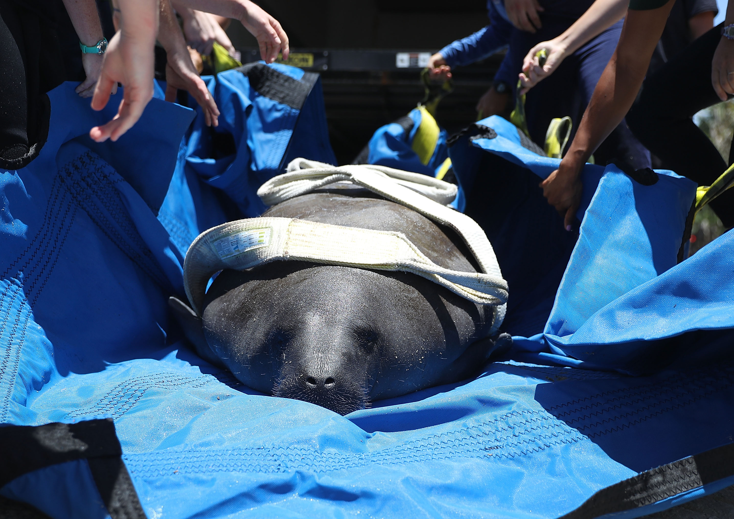 SeaWorld Orlando spent 2 months nursing a rescued manatee back to full ...