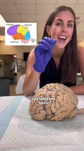 Inside real human brains and the nervous system explained