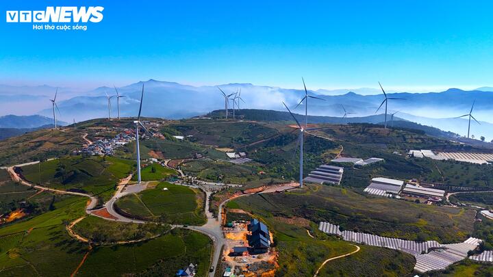 Ngắm đồi chè trăm tuổi, quanh năm quấn quýt biển mây ở Đà Lạt