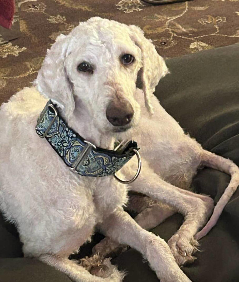 Rescuers pull matted stray from the streets and discover she's a ...