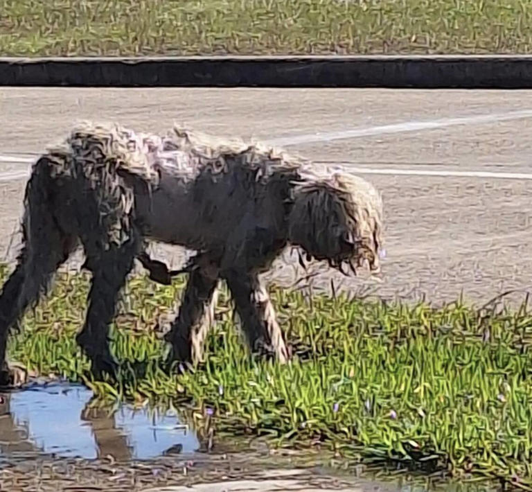 Rescuers pull matted stray from the streets and discover she's a ...