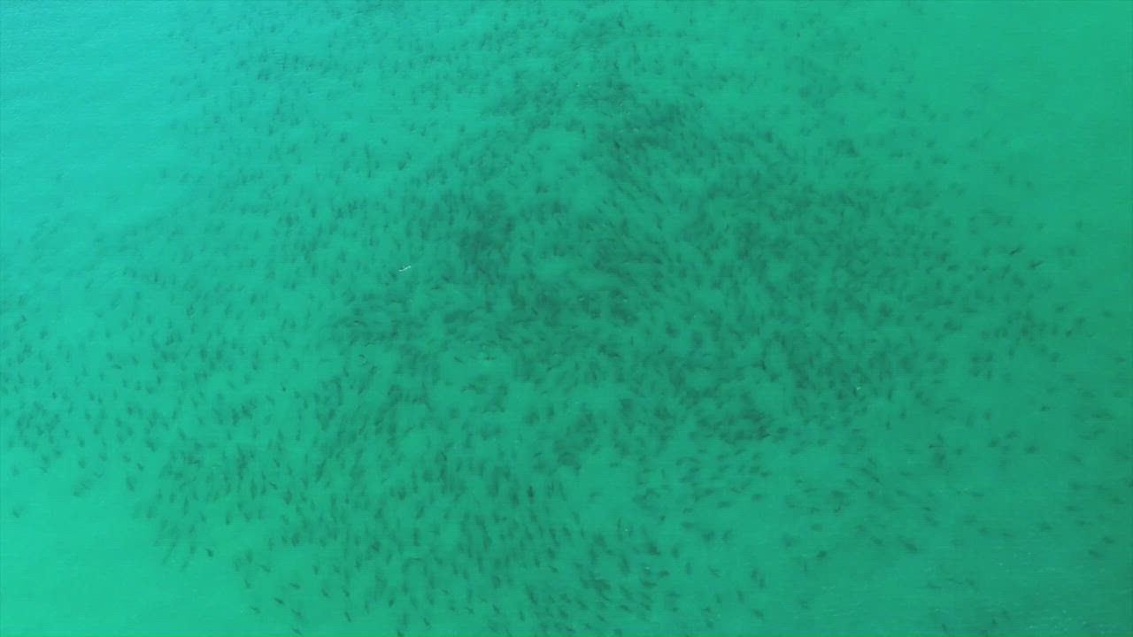 VS: Duizenden zwartpuntrifhaaien in troebel water langs kust van Zuid ...