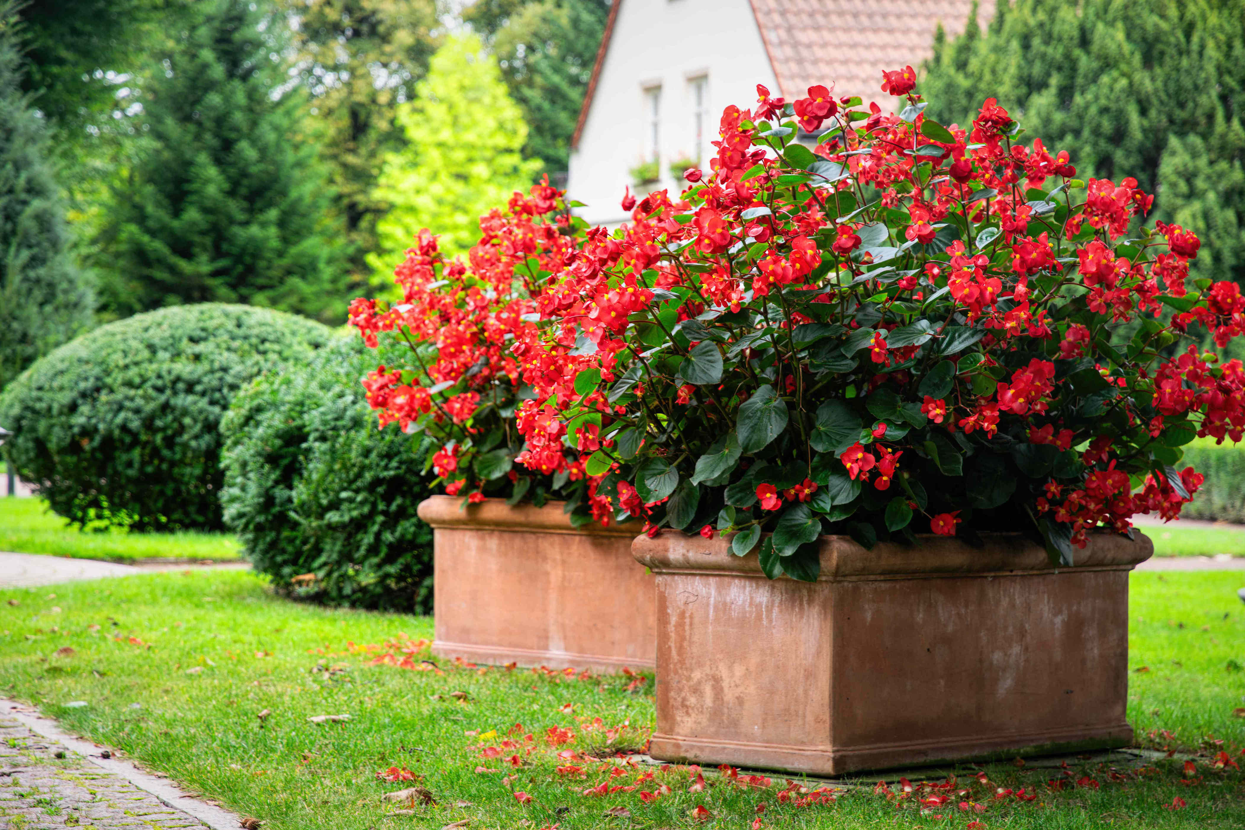5 shade-loving container plants that bring color to even the darkest ...