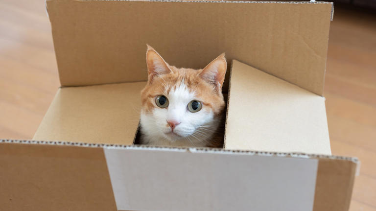 Turn scrap cardboard into the cutest cat-themed storage bin