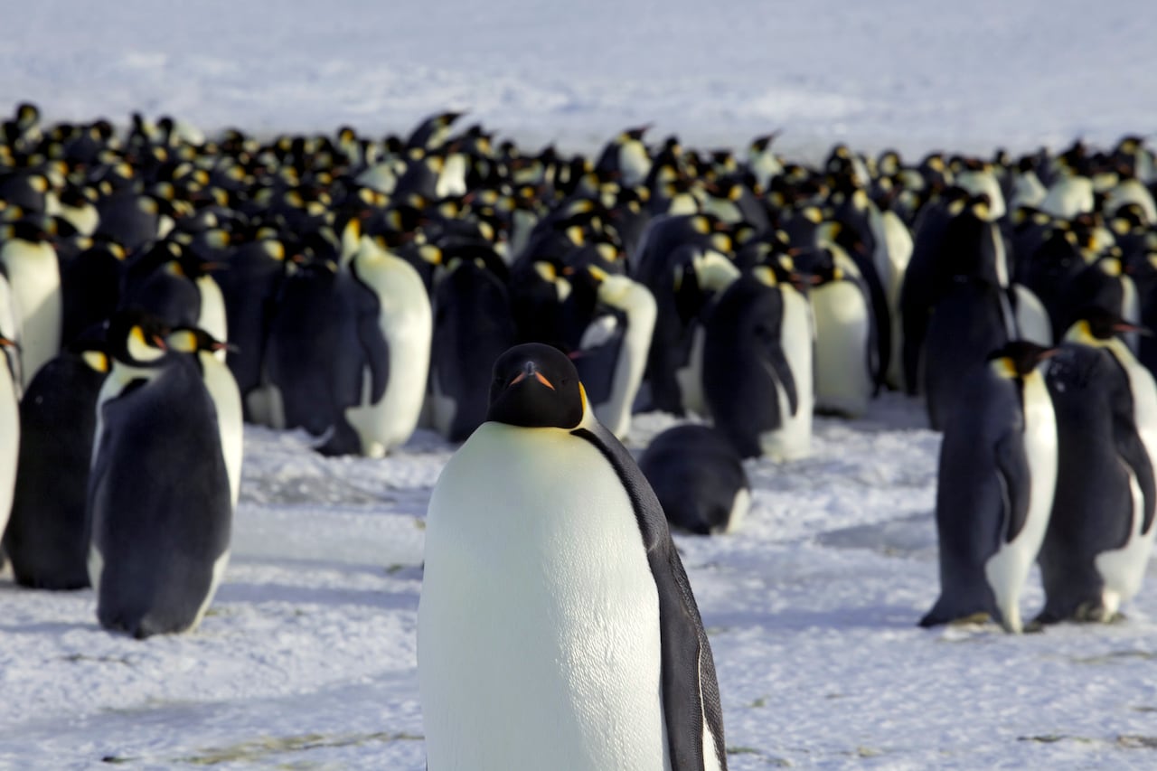 Emperor penguins now endangered as climate change shrinks sea ice