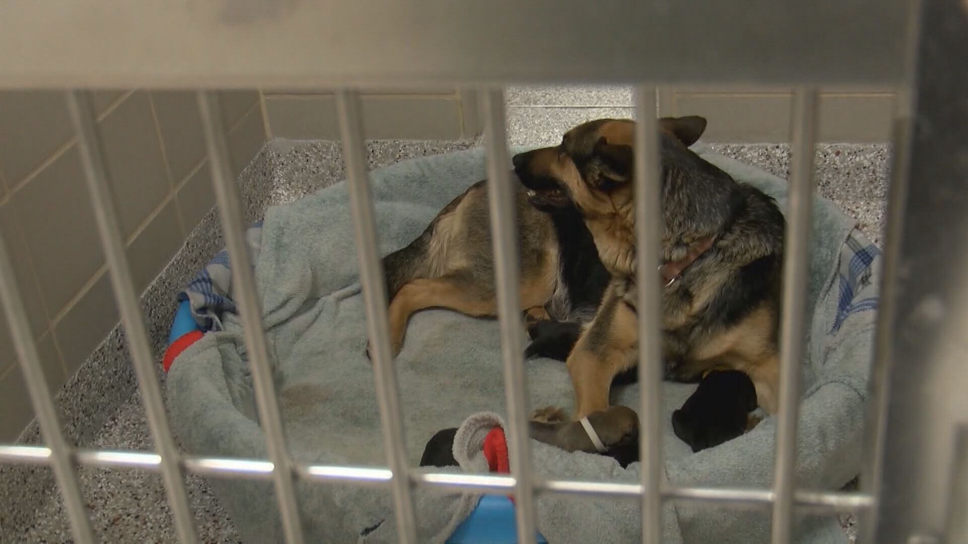 8 abandoned puppies in Gaston County reunited with mom