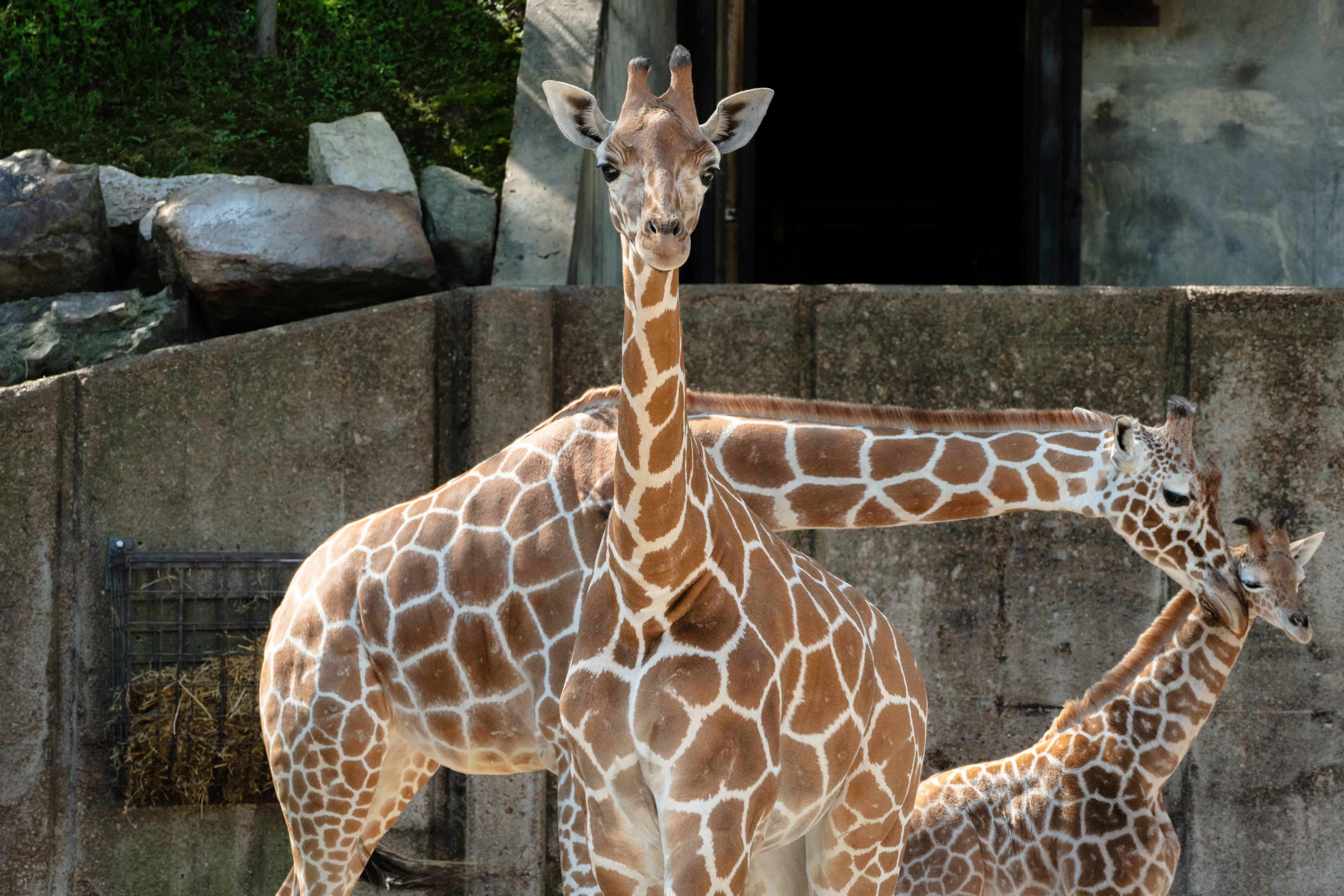 Memphis Zoo welcomes new giraffe to herd, first since 2015