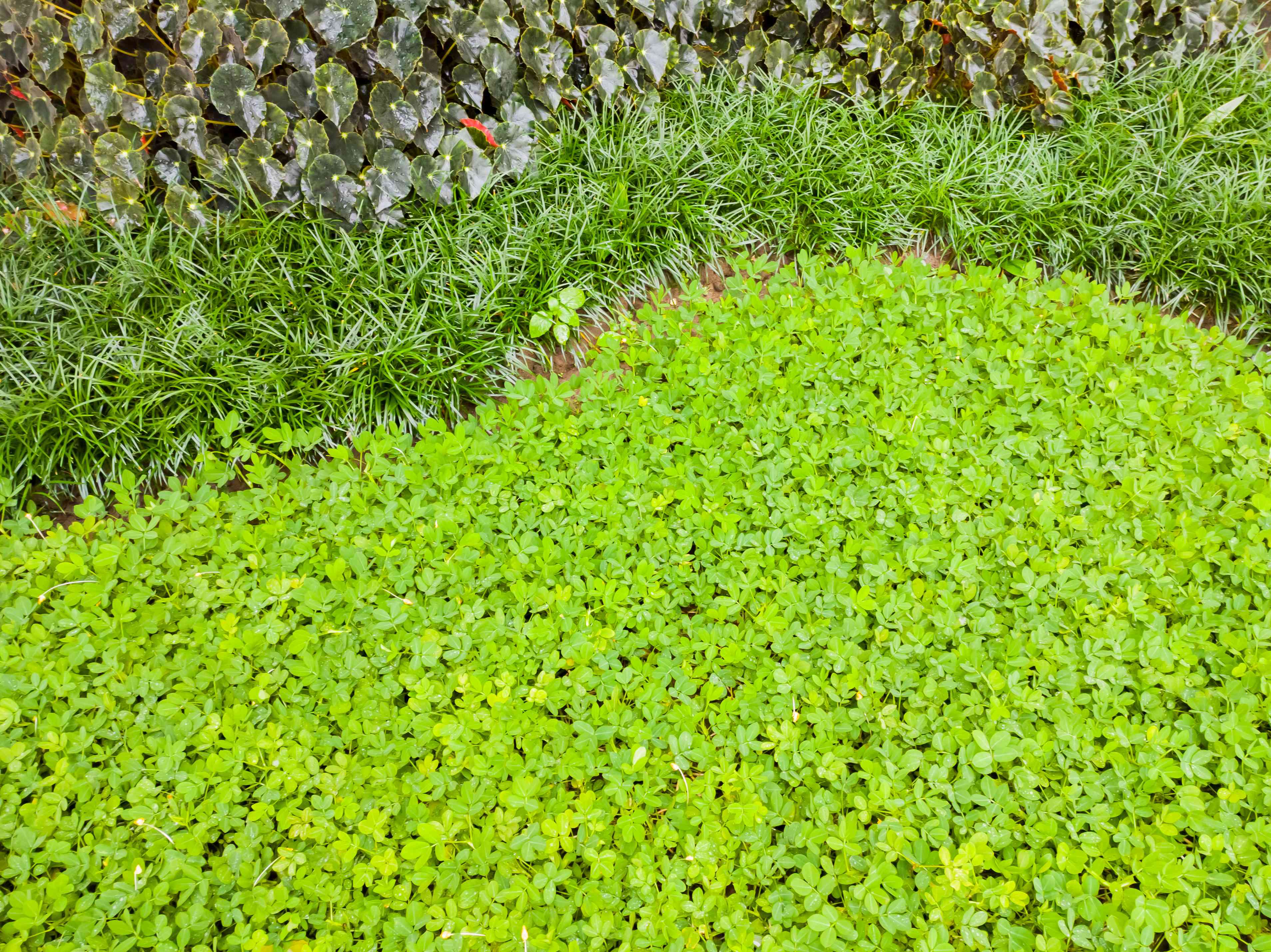 How to grow a microclover lawn for a lush look without the upkeep