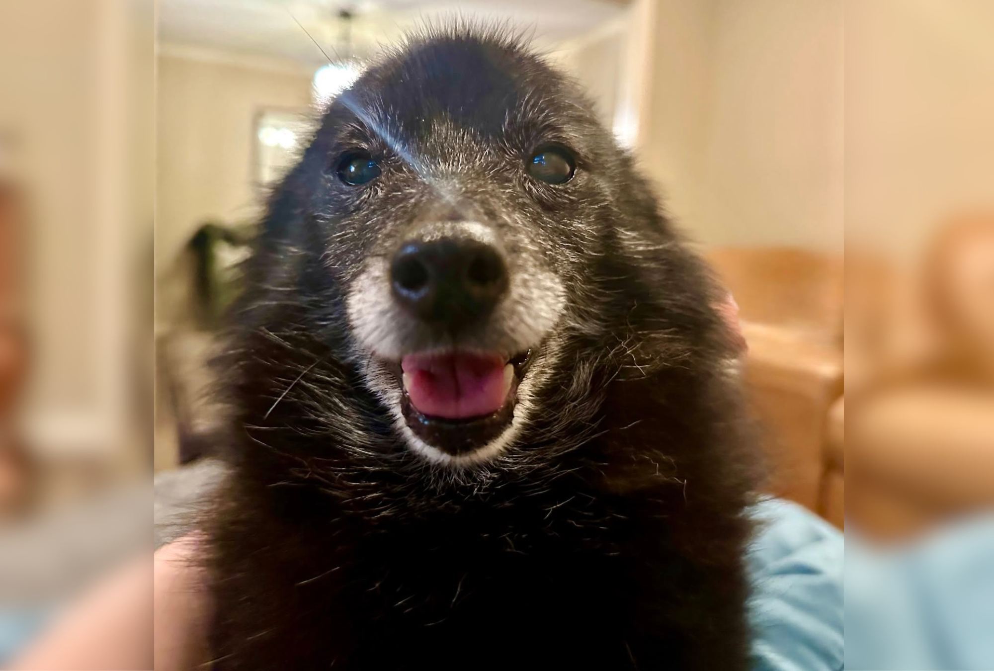 Senior dog, 16, wakes up owner at 5am, unexpected reason melts hearts