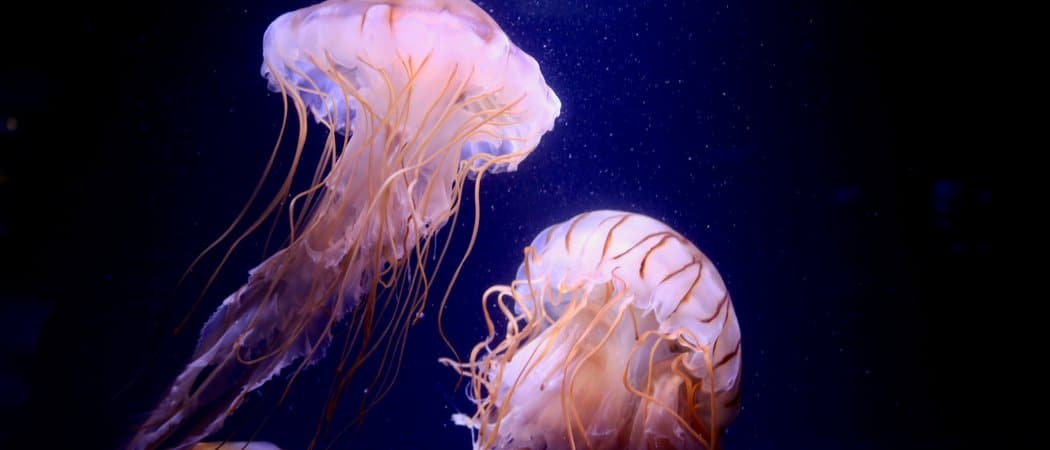 10 animals that glow in the dark, from deep-sea predators to ...