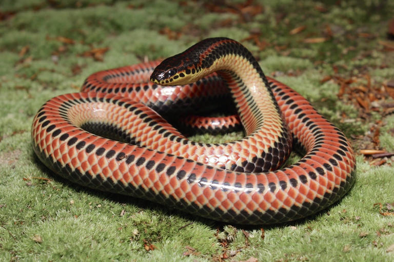 Why you should never ignore these brightly colored rainbow snakes and ...