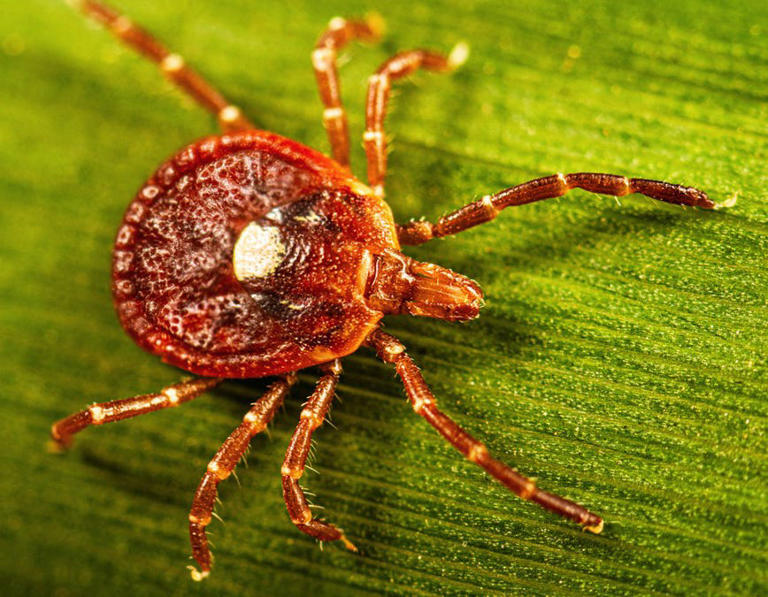 Lone Star ticks sinking teeth into Cape, Berkshires; low risk locally