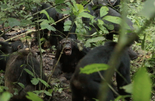 Scientists announce the first clear evidence of a chimpanzee 'civil war'