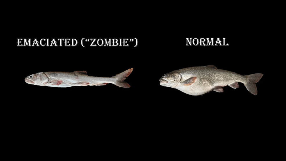 'Zombie fish' concerns prompt Lake Superior lake trout investigation
