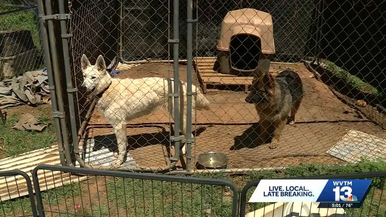 Stray dog shootings in Alabama shine light on county with no animal control
