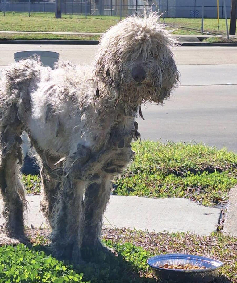 Rescuers pull matted stray from the streets and discover she's a ...