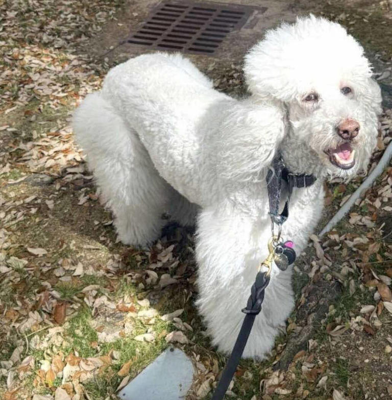 Rescuers pull matted stray from the streets and discover she's a ...